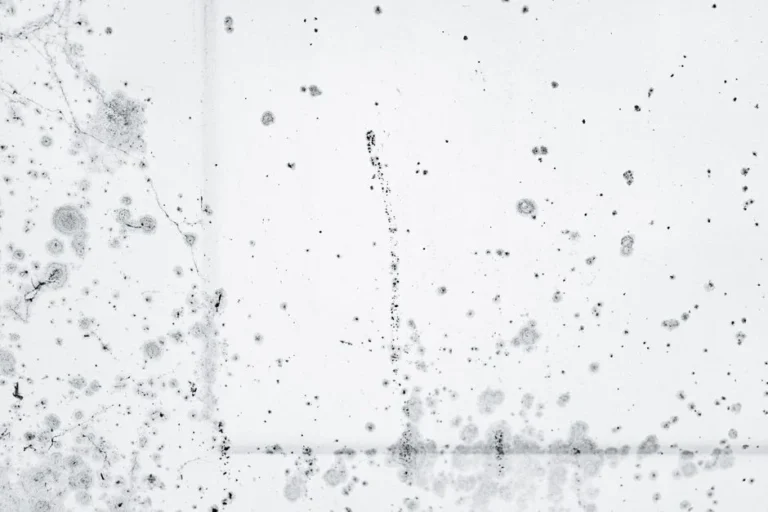 Black mold growth pattern